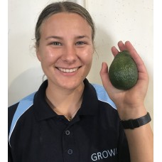 HASS AVOCADOS  Each medium Size Katikati Grown 